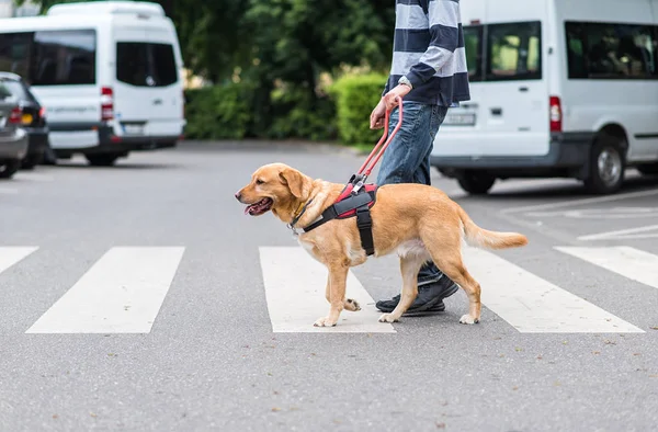 Truly man’s best friend 2